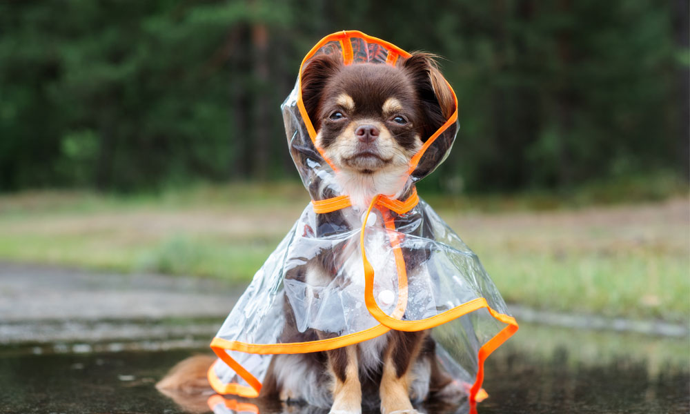 Riding Out The Storm