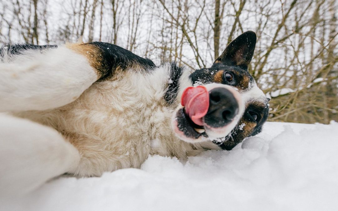 Rolling Recessions and the Value of the Employee