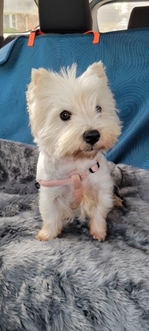 Meet Our New Puppy, Lilly!