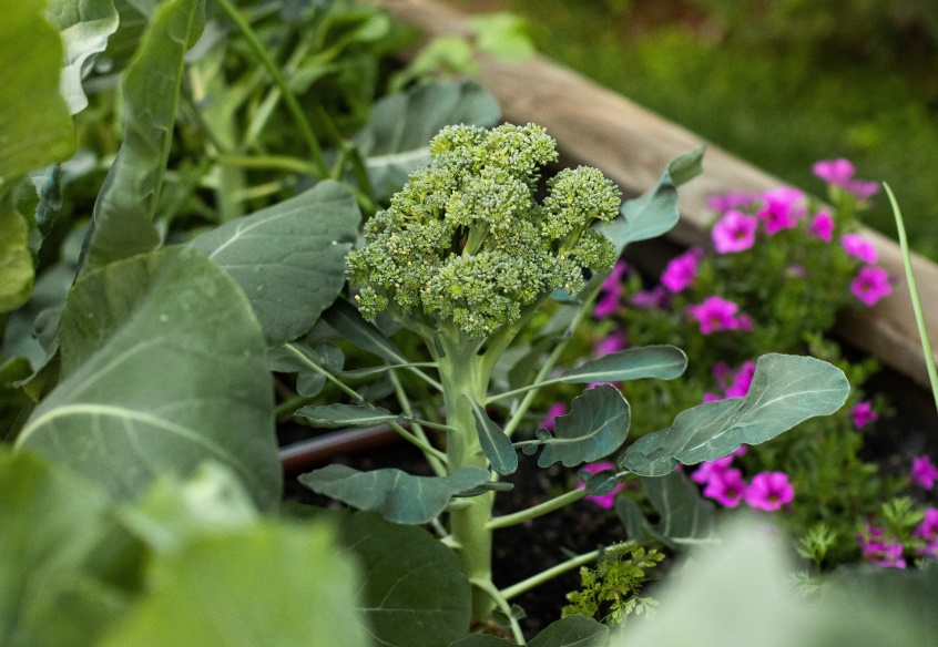 Getting Your Vegetable Garden Started in April