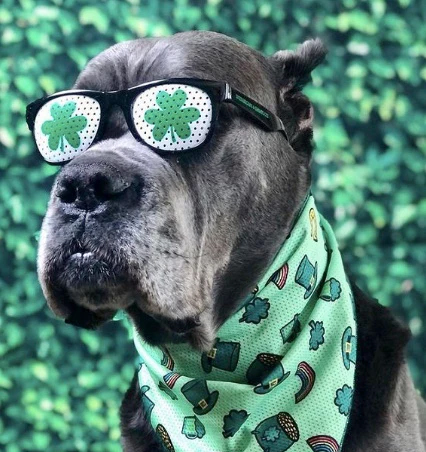 Seven Irish Dog Breeds for St. Patty’s Day